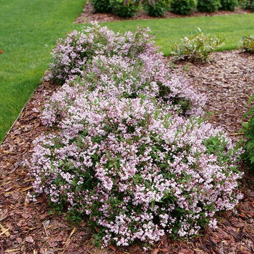 Deutzia x Yuki Kabuki Proven Winners Deutzia | SiteOne US